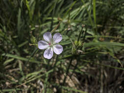 Image of California cranesbill