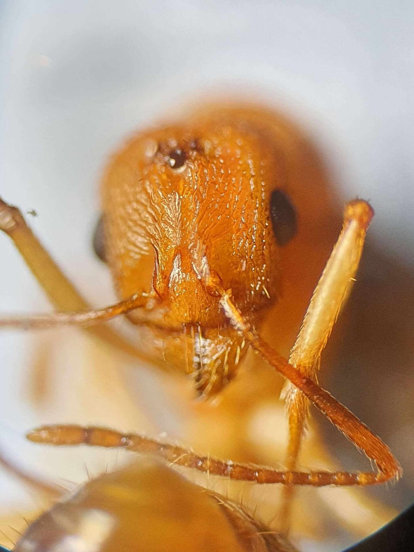 Image of Aphaenogaster splendida (Roger 1859)