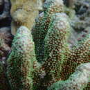 Image of Nuggety branching coral