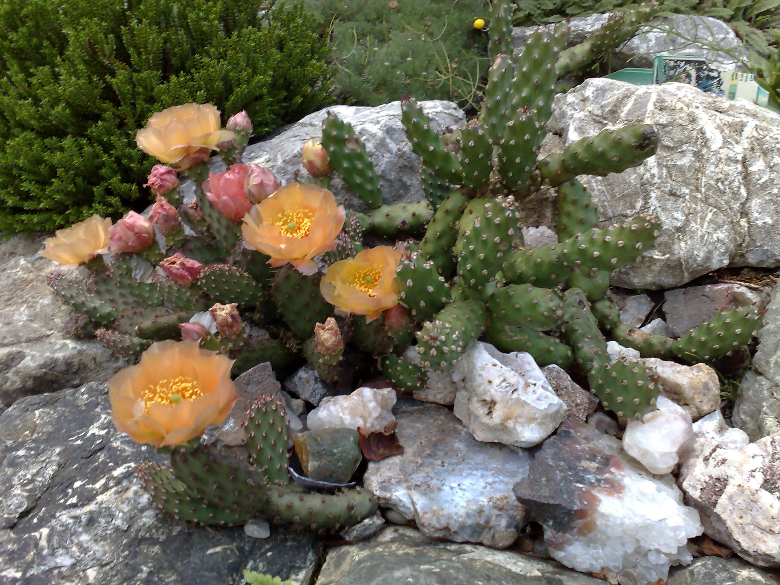 Opuntia fragilis (Nutt.) Haw. resmi