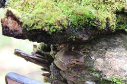 Image of northern streamside tree frog