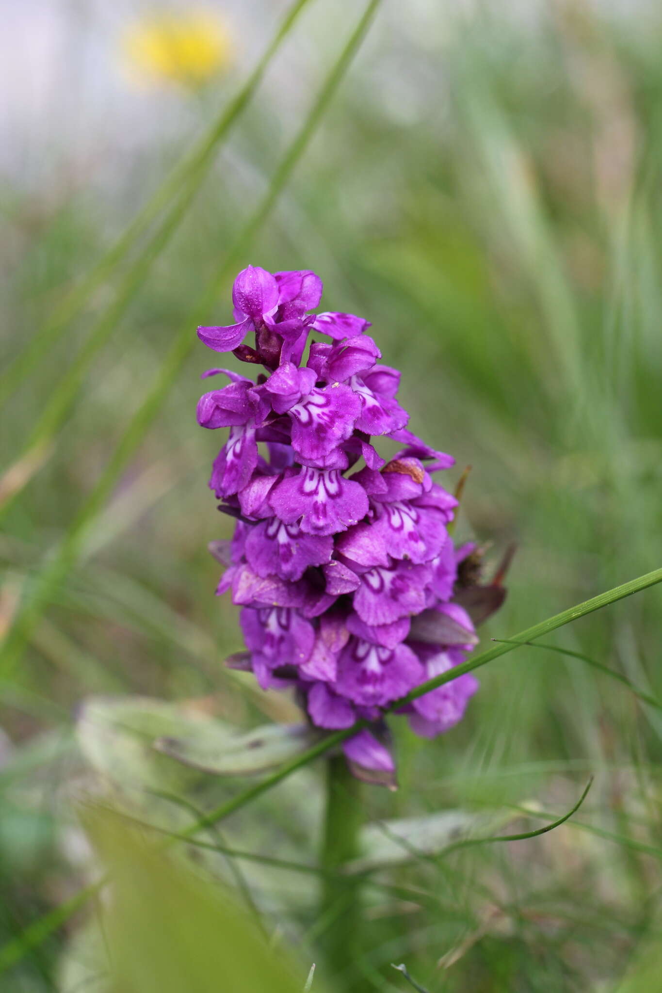 Image of Dactylorhiza cordigera (Fr.) Soó