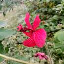 Image of Hibiscus uncinellus