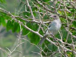 Image of Glaucous Tanager