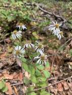 Image of roughleaf aster