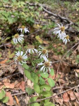 Image de Eurybia radulina (A. Gray) G. L. Nesom