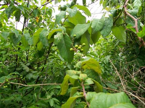 Image of Bunchosia palmeri S. Wats.