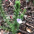 Image de Chloanthes parviflora Walp.