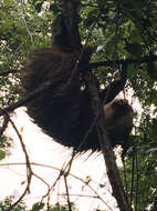 Image of two-toed sloths