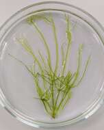 Image of Translucent Stonewort