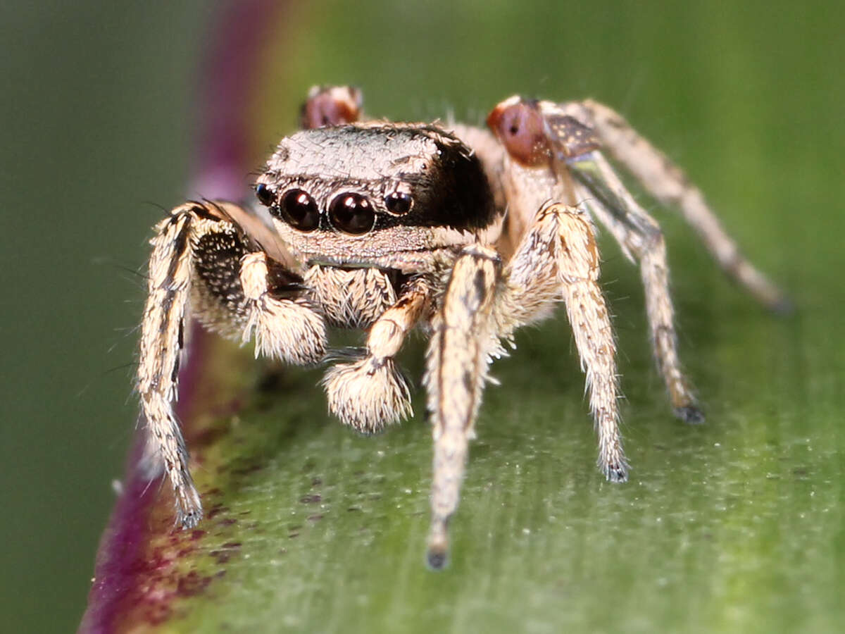 Image of paradise spiders