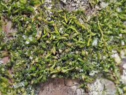 Image of orthotrichum moss