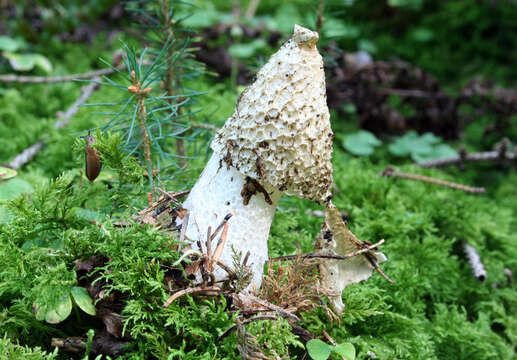 Image of Stinkhorn