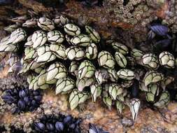 Image of goose neck barnacle