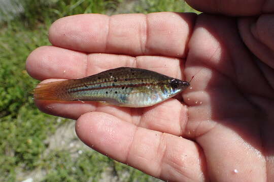 Image of Green swordtail