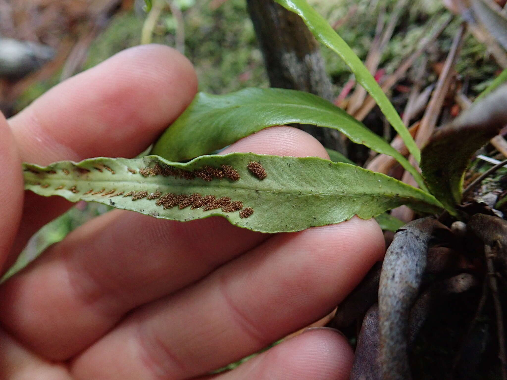 Notogrammitis rigida (Hombr. & Jacquinot) Parris resmi