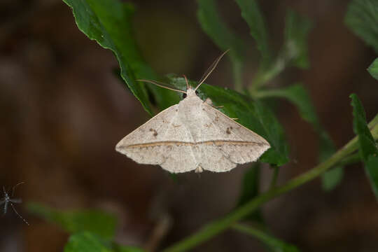 Image of Ugia insuspecta Galsworthy 1997