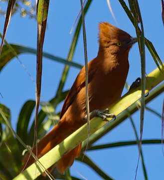 Pseudoseisura unirufa (d'Orbigny & Lafresnaye 1838)的圖片