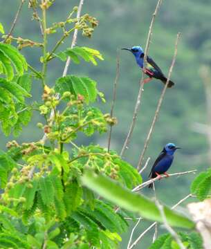 Image of Honeycreeper