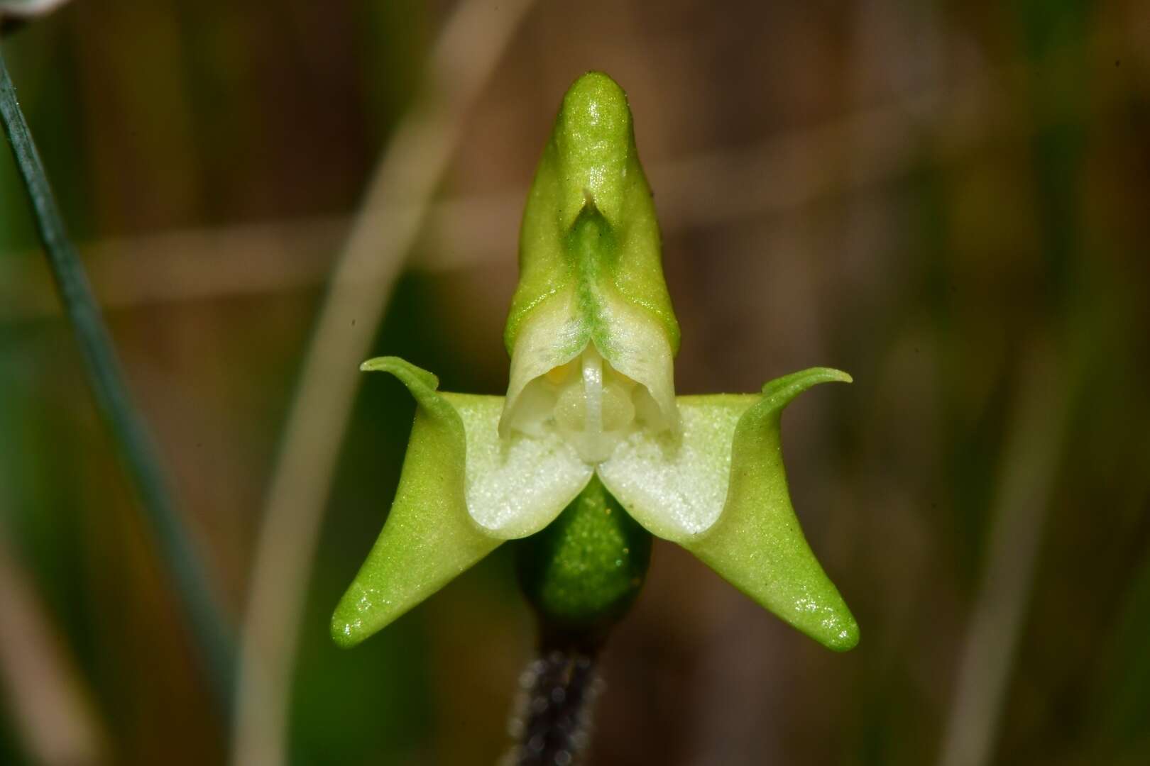 Image of Disperis bolusiana subsp. bolusiana