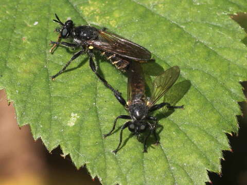 Image of <i>Choerades marginatus</i>