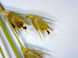 Слика од Juncus anthelatus (Wiegand) R. E. Brooks