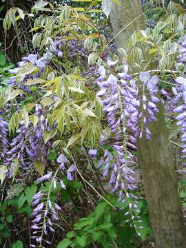 Image of Japanese wisteria