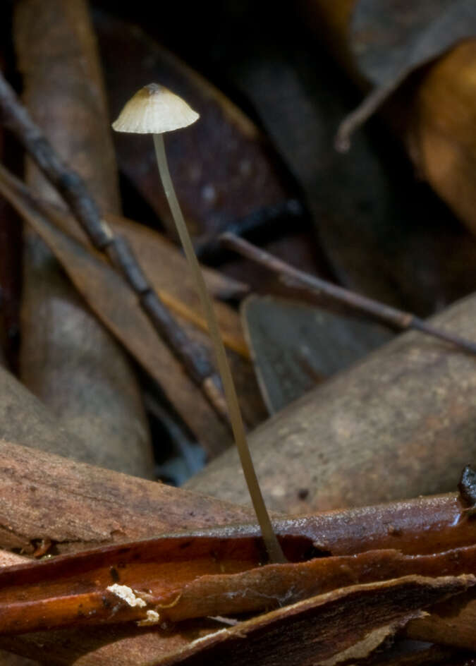 Image of Mycena cystidiosa (G. Stev.) E. Horak 1971