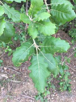 Слика од Quercus cerrioides Willk. & Costa