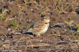 Image of Bimaculated Lark