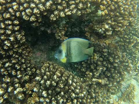 Image of Cortez Angelfish