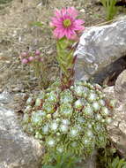 Image of Cobweb Houseleek