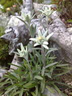 Image of edelweiss