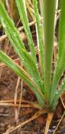 Aloe kniphofioides Baker resmi