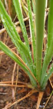 Image of Aloe kniphofioides Baker