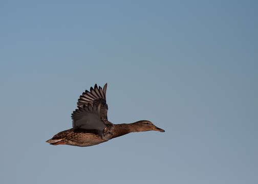 Image of Common Mallard