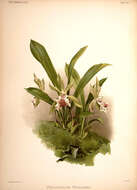 Cochleanthes resmi