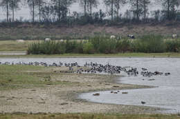 Image of Barnacle Goose