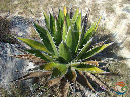 Image of Agave kerchovei Lem.