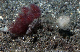 Image of Stumpy Cuttlefish