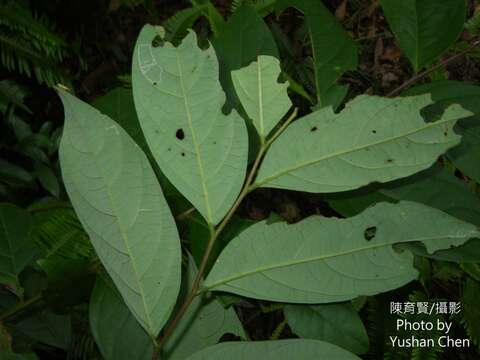 Слика од Phyllanthus meghalayensis Chakrab. & N. P. Balakr.