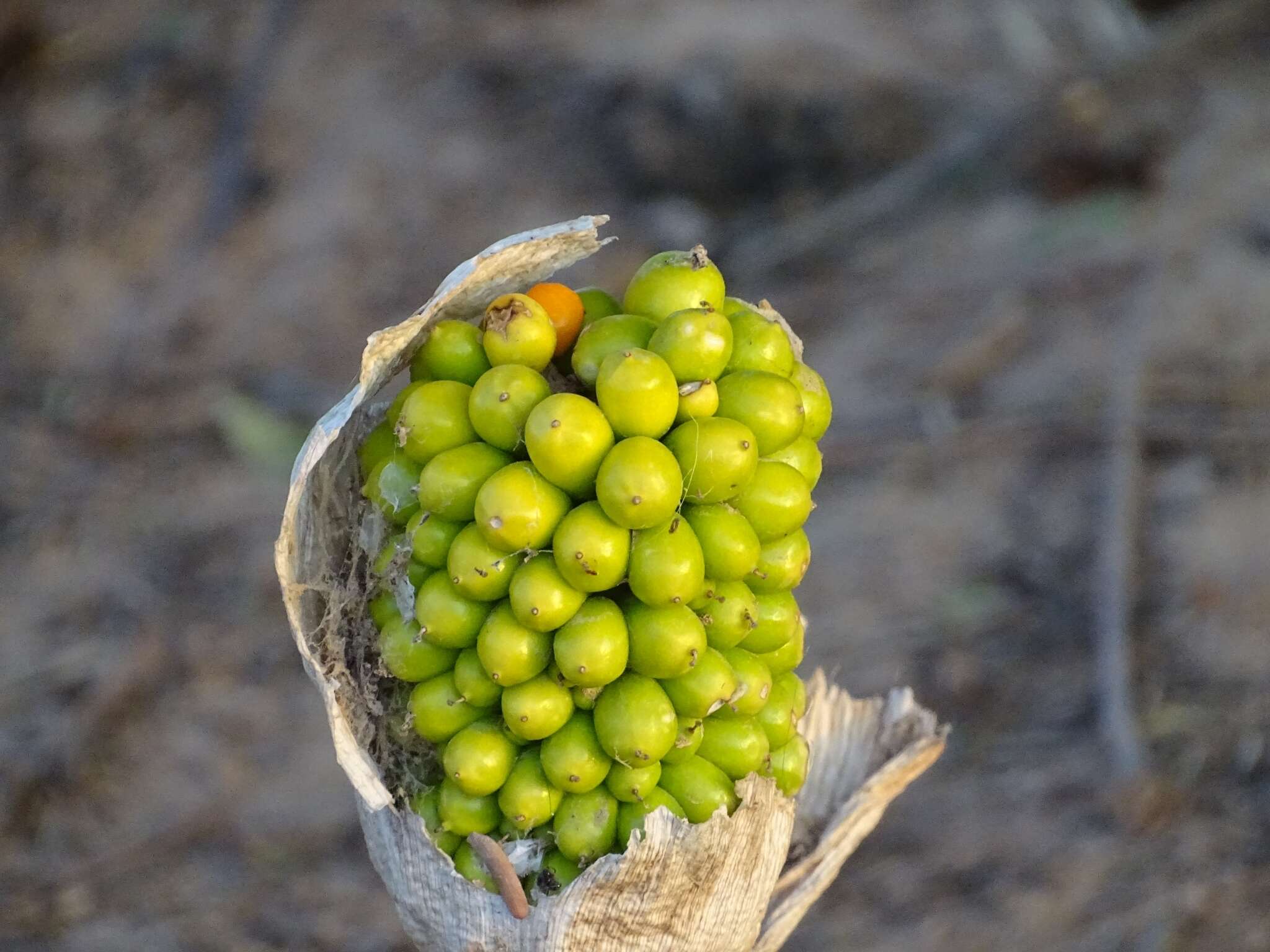 Image of Amorphophallus dracontioides (Engl.) N. E. Br.