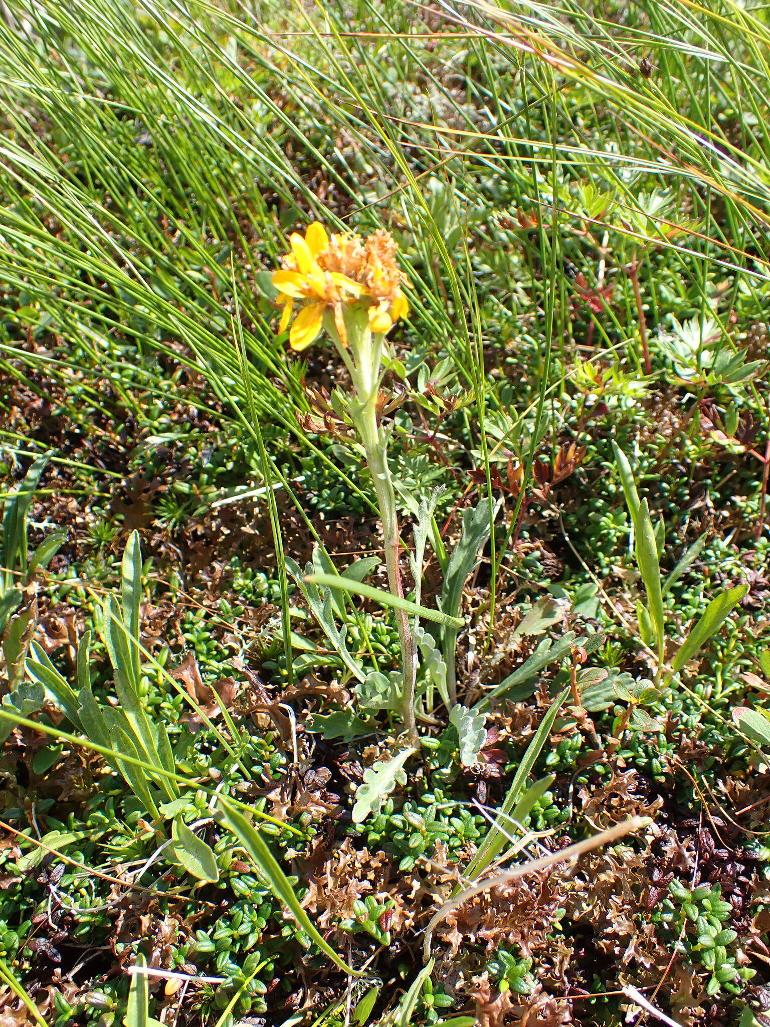 Image of Jacobaea carniolica (Willd.) Schrank