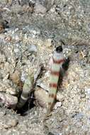 Image of Steinitz' prawn goby