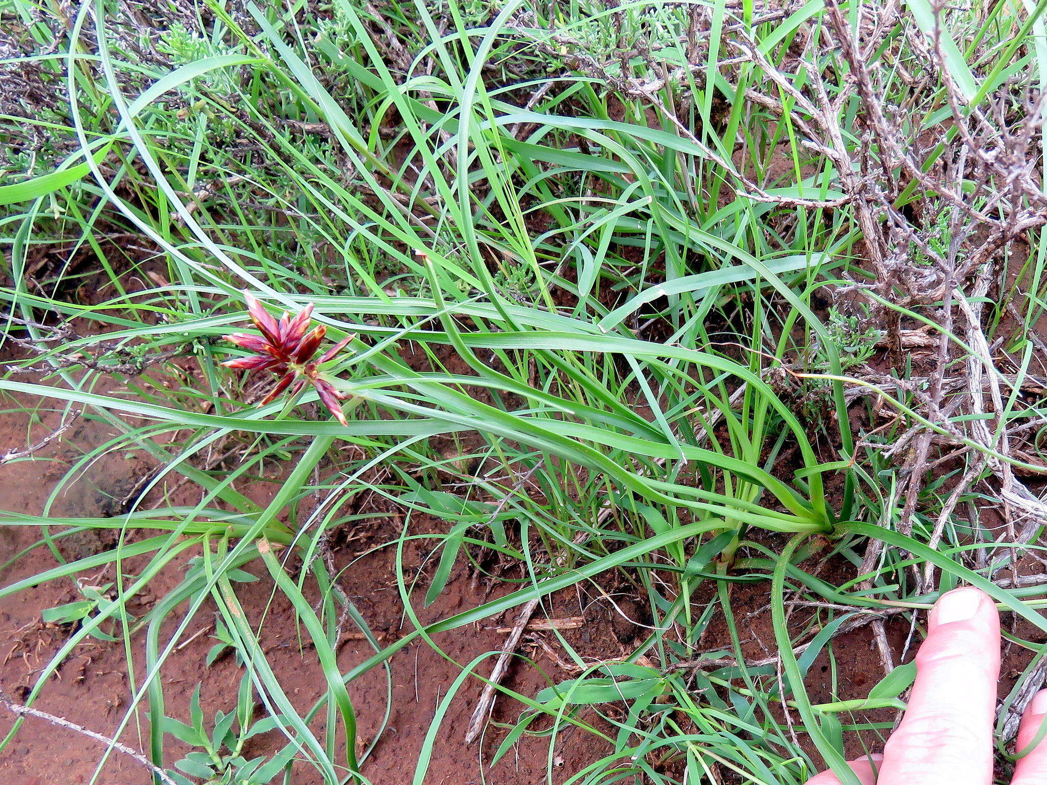 Image of Cyperus usitatus Burch.