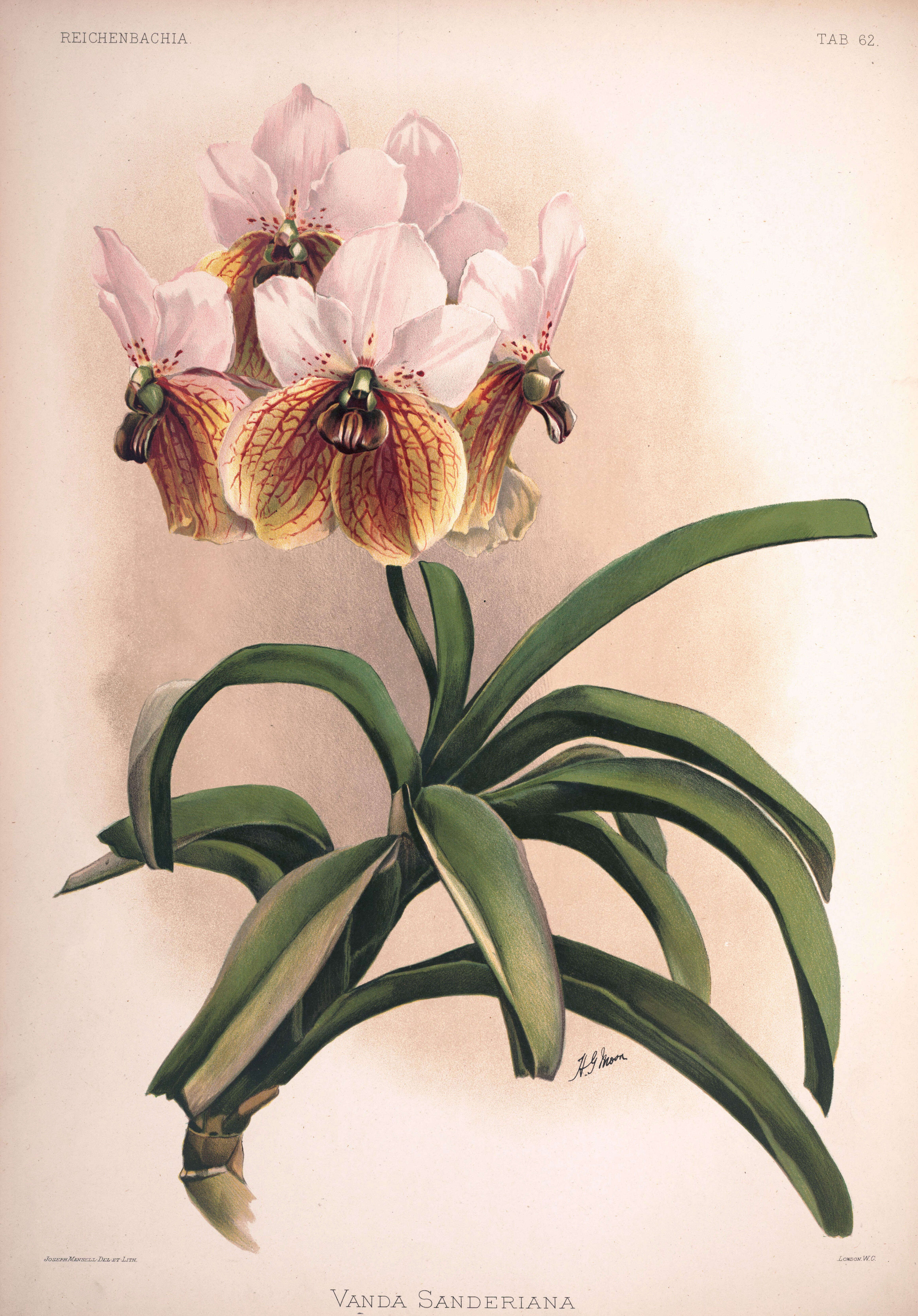 Plancia ëd Vanda sanderiana (Rchb. fil.) Rchb. fil.