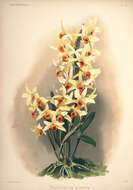 صورة Dendrobium heterocarpum Wall. ex Lindl.