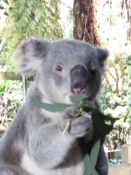 Image of koalas