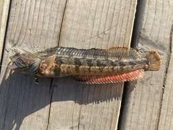 Image of One-Spot Fringehead