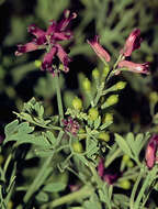 Image of Fumitory